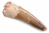 Fossil Spinosaurus Tooth - Real Dinosaur Tooth #370532-1
